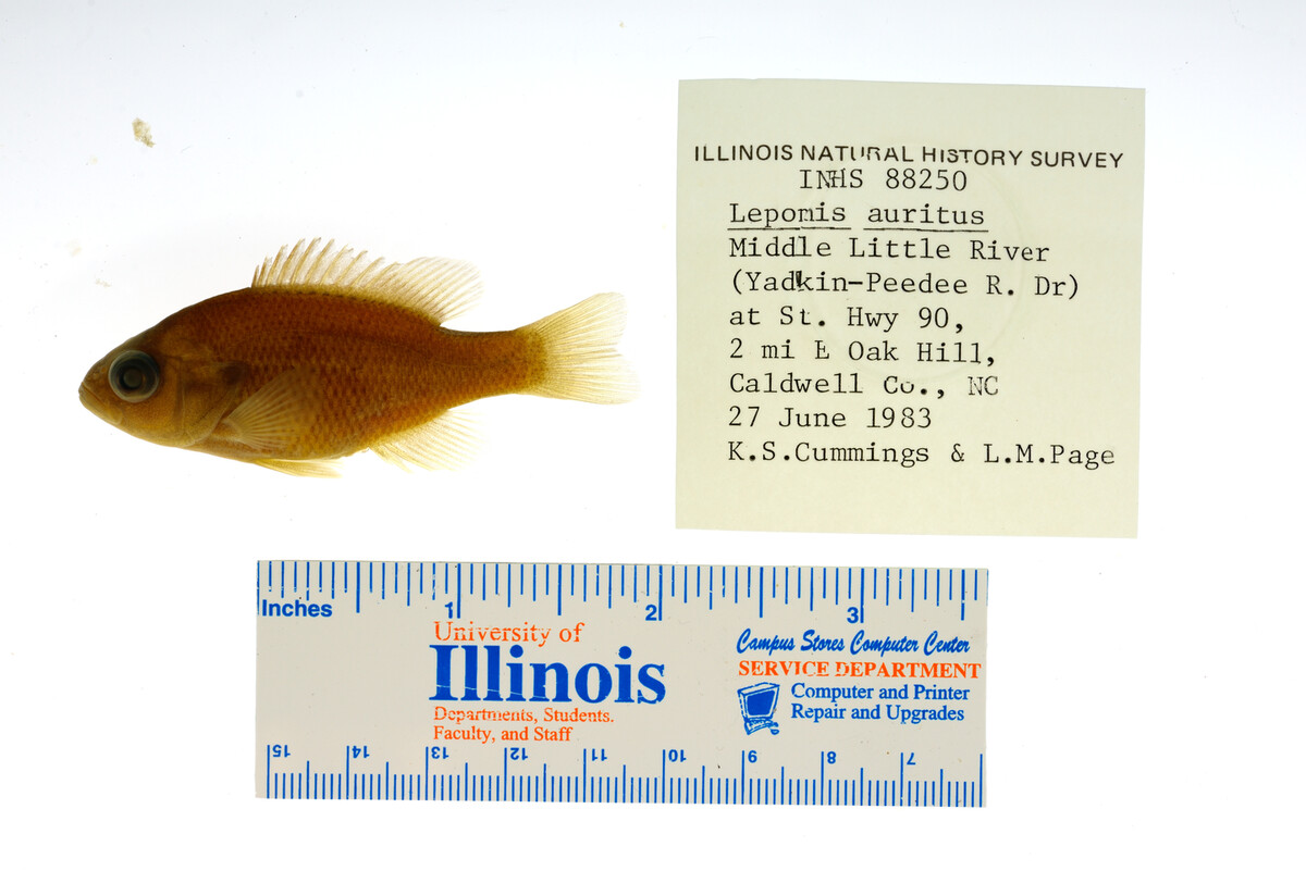 Lepomis auritus image