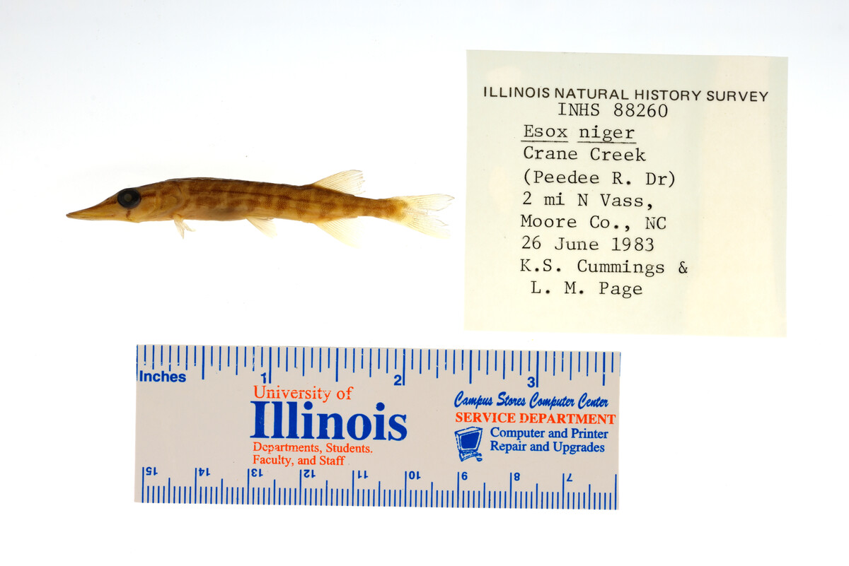 Esox niger image
