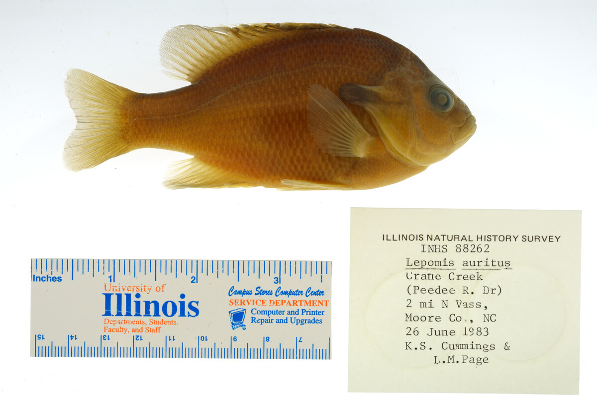 Lepomis auritus image