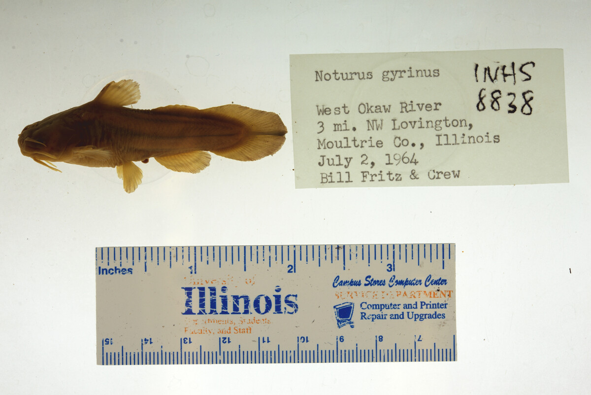 Noturus gyrinus image