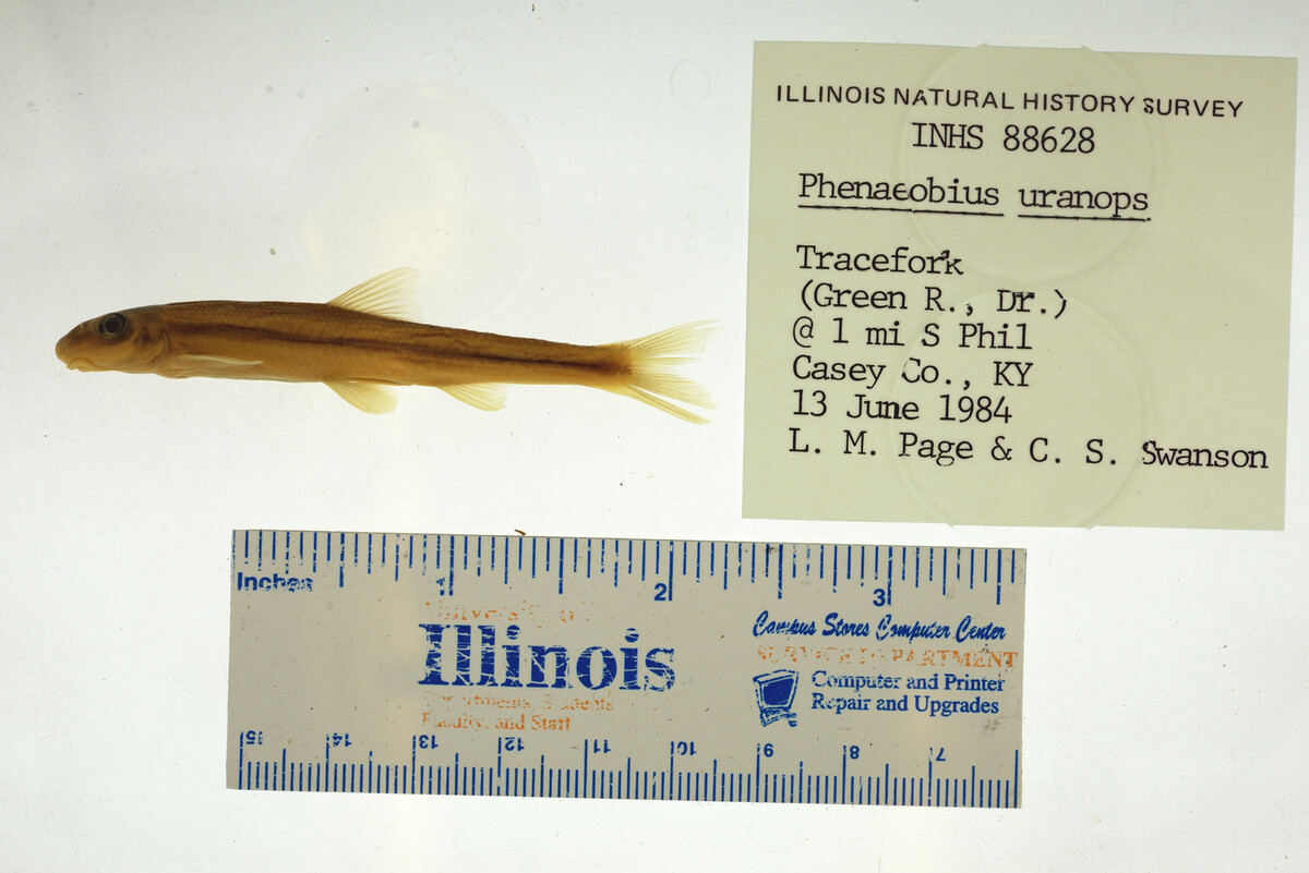 Phenacobius uranops image