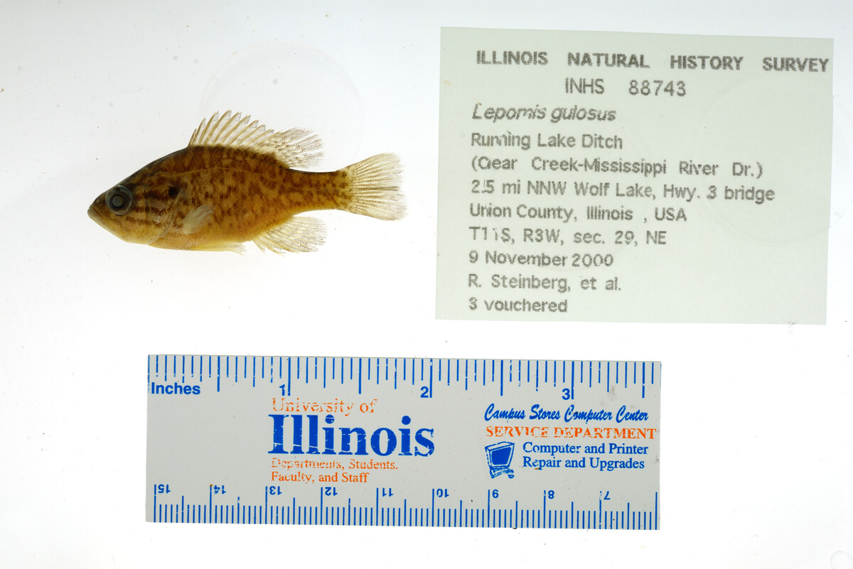 Lepomis gulosus image