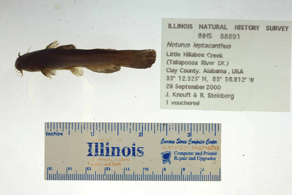 Noturus leptacanthus image
