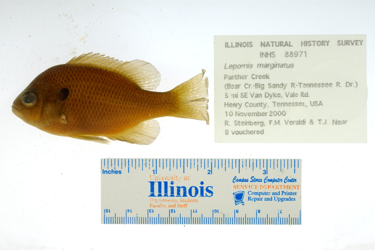 Lepomis marginatus image