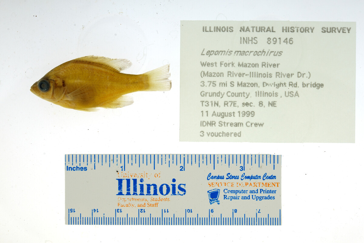 Lepomis macrochirus image