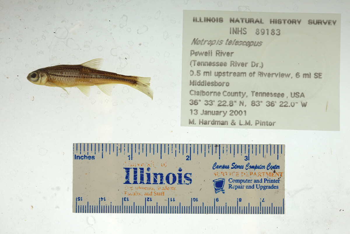 Notropis telescopus image