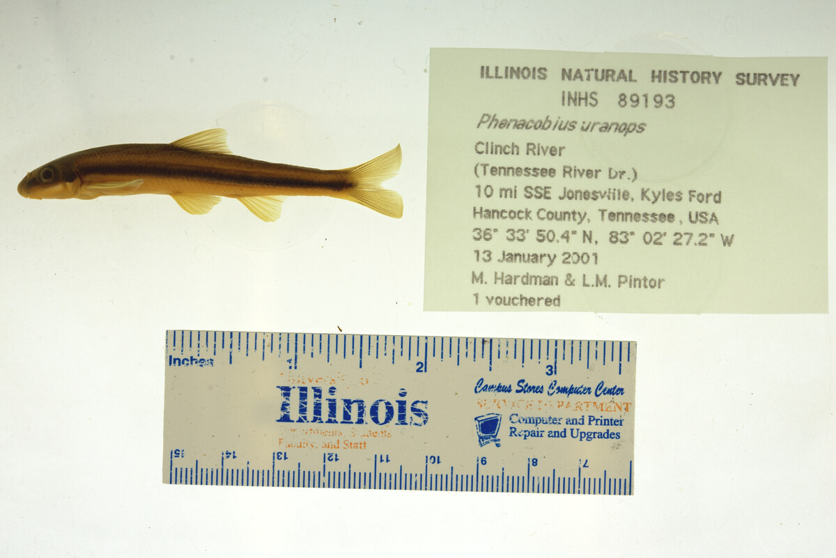 Phenacobius uranops image