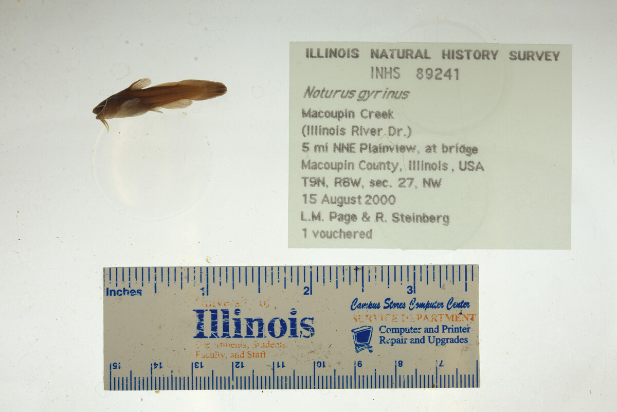 Noturus gyrinus image