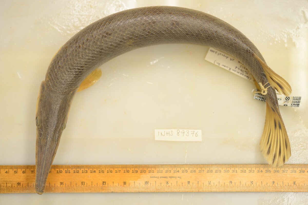 Lepisosteus platostomus image