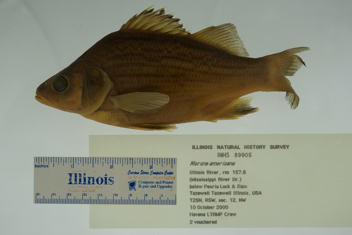 Morone americana image