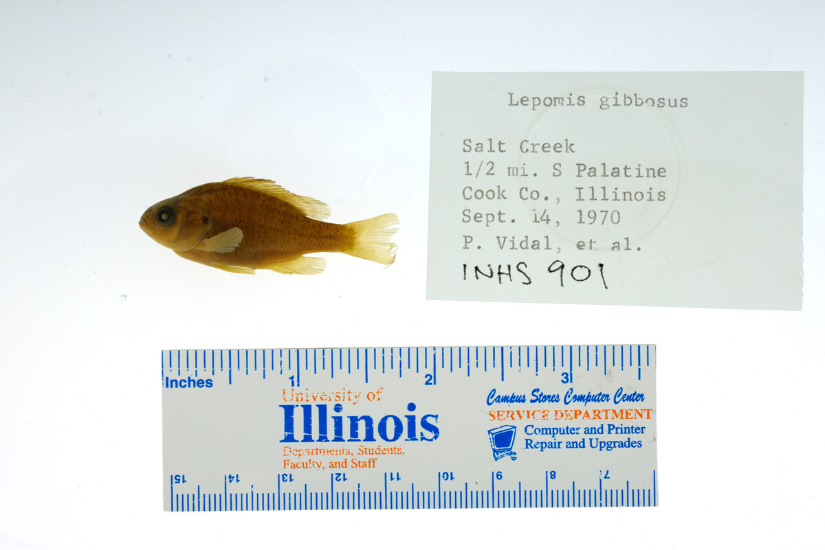 Lepomis gibbosus image