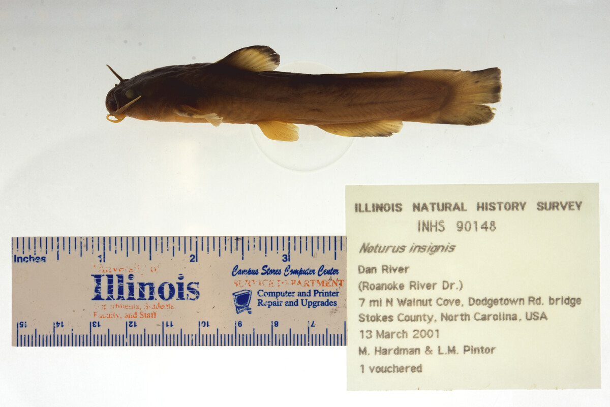 Noturus insignis image