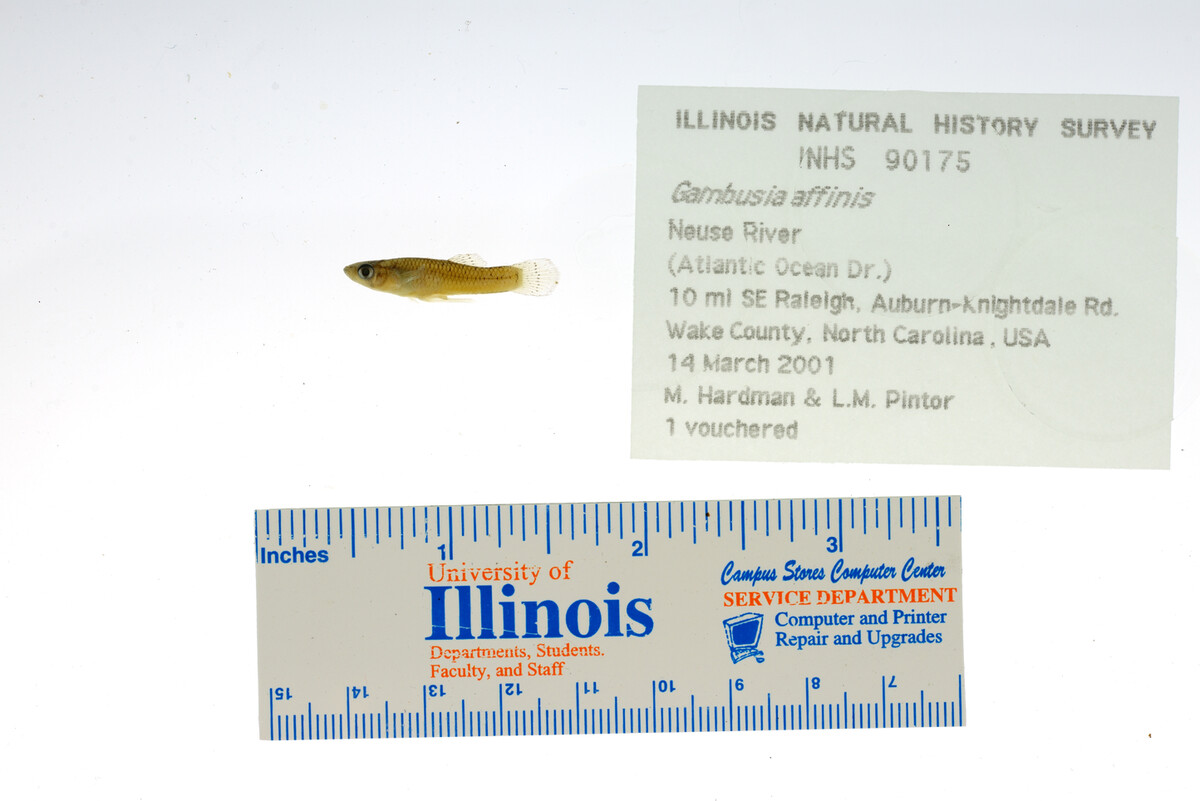 Gambusia affinis image