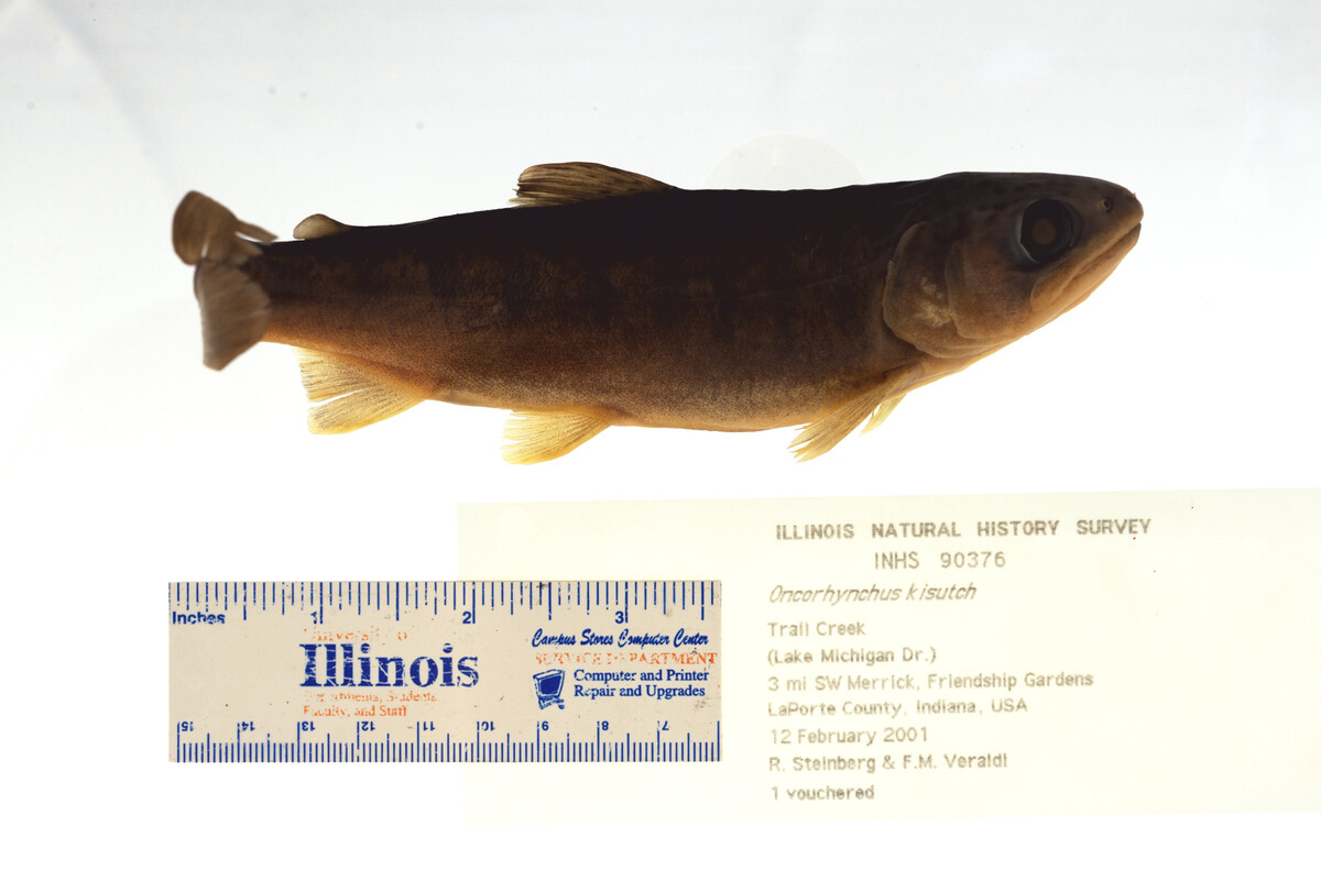 Oncorhynchus kisutch image