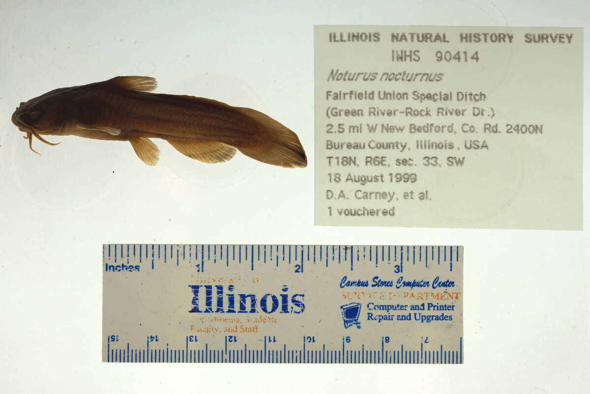 Noturus nocturnus image