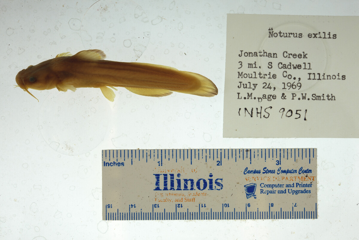 Noturus exilis image