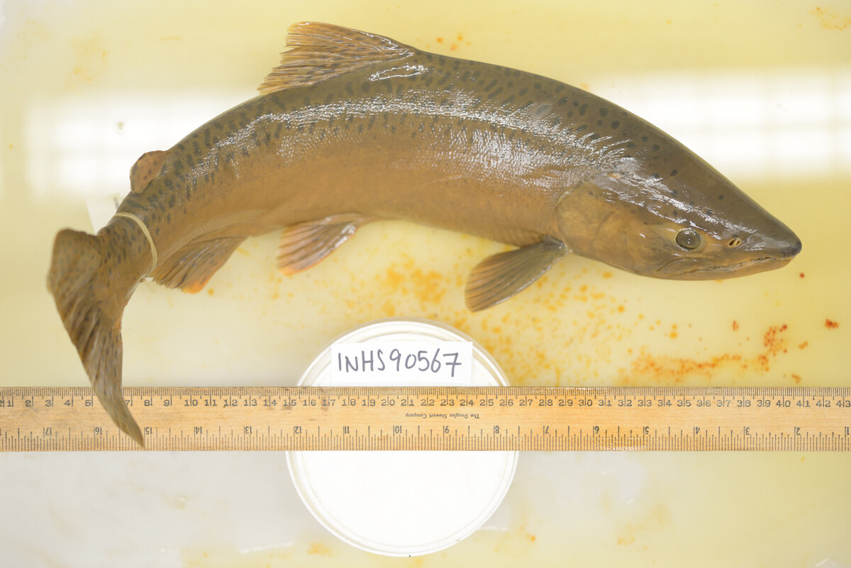 Salmoninae image