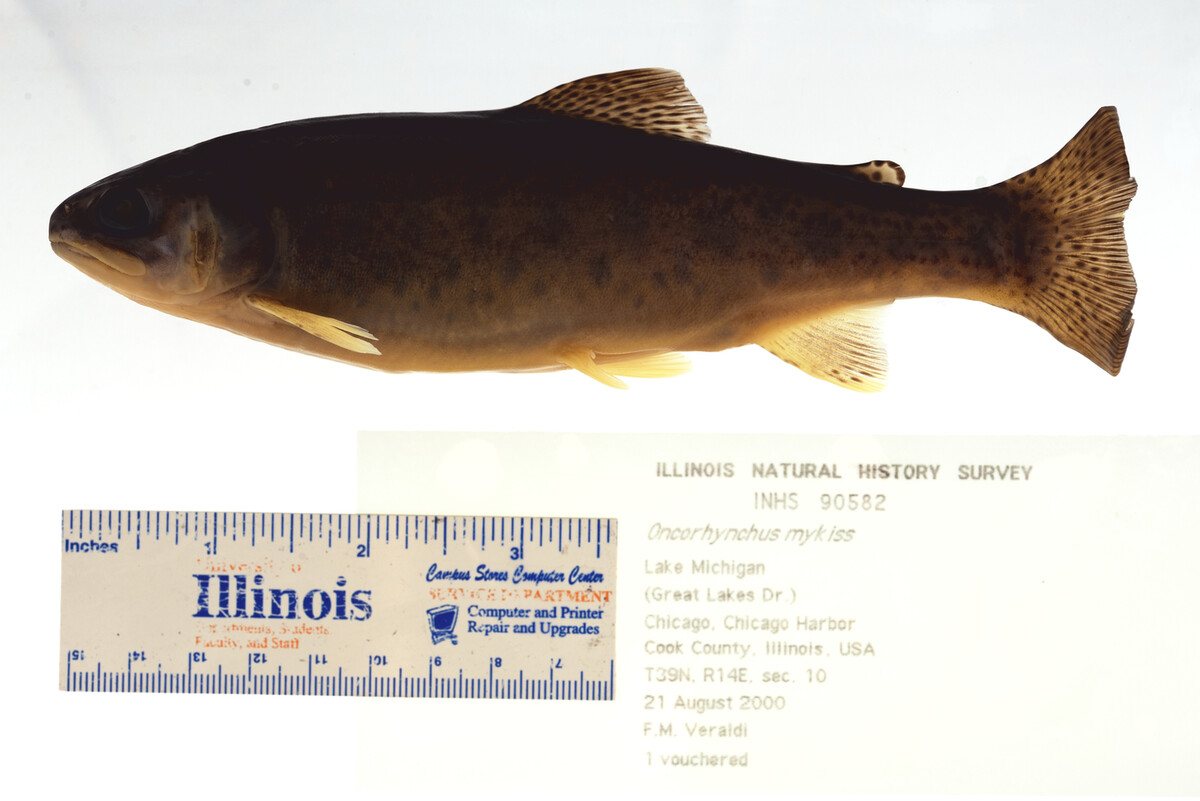 Oncorhynchus mykiss image