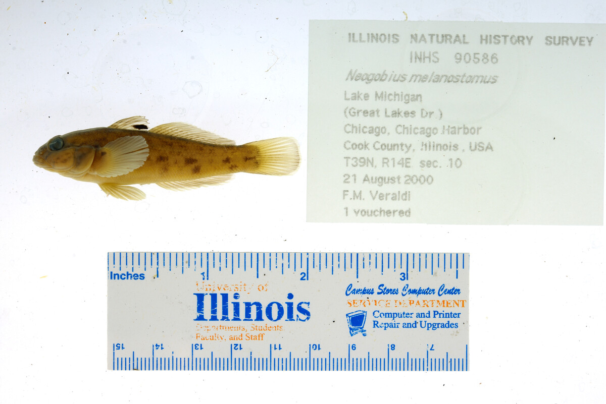 Neogobius melanostomus image