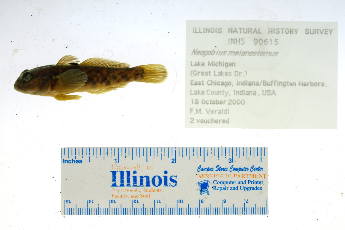 Neogobius melanostomus image