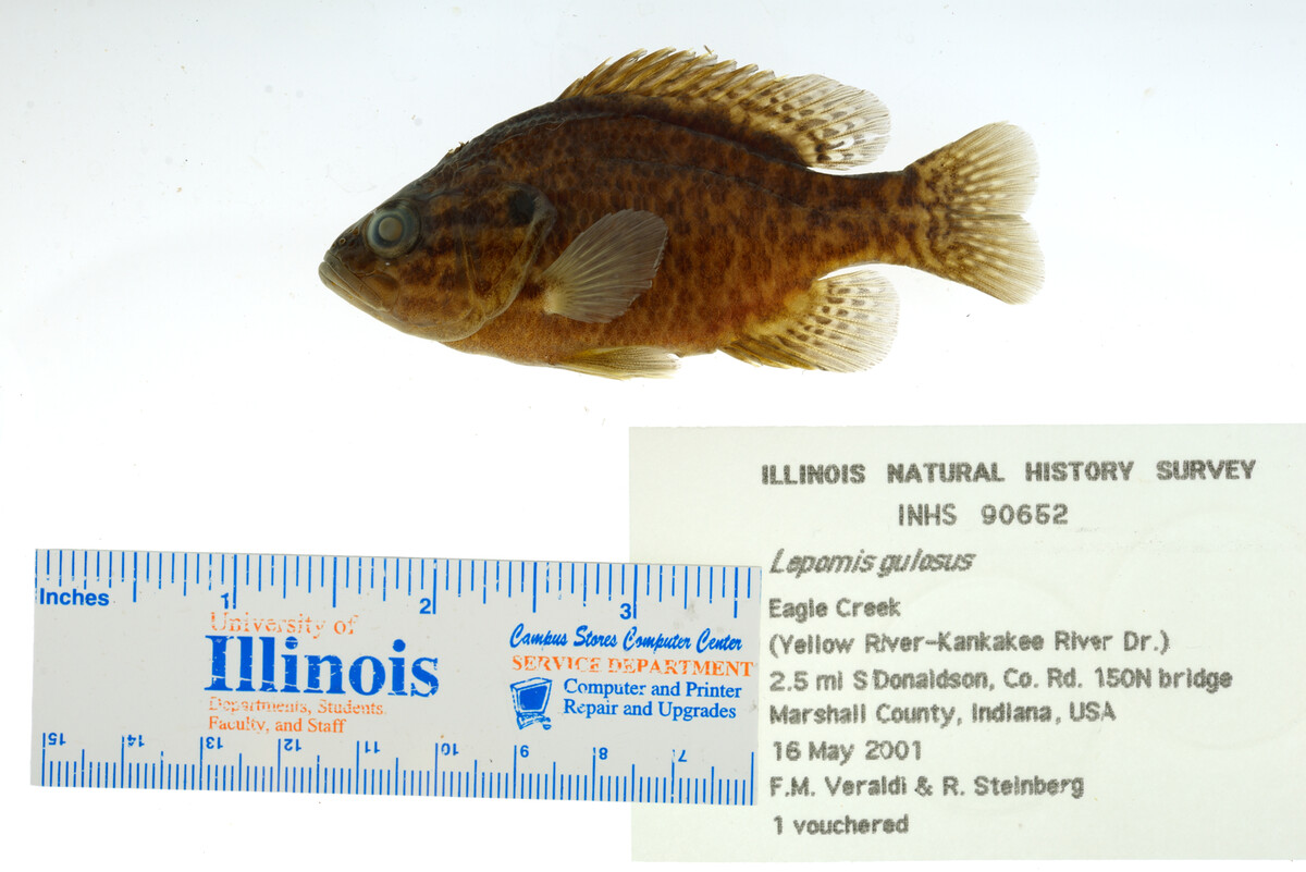 Lepomis gulosus image
