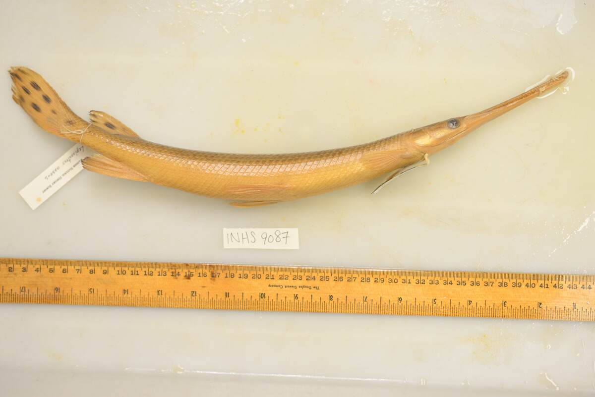 Lepisosteus osseus image