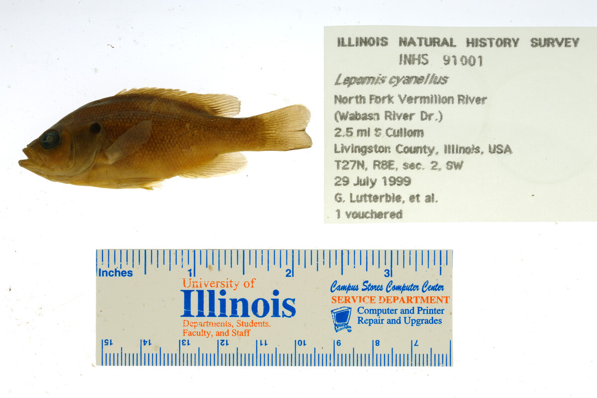 Lepomis cyanellus image