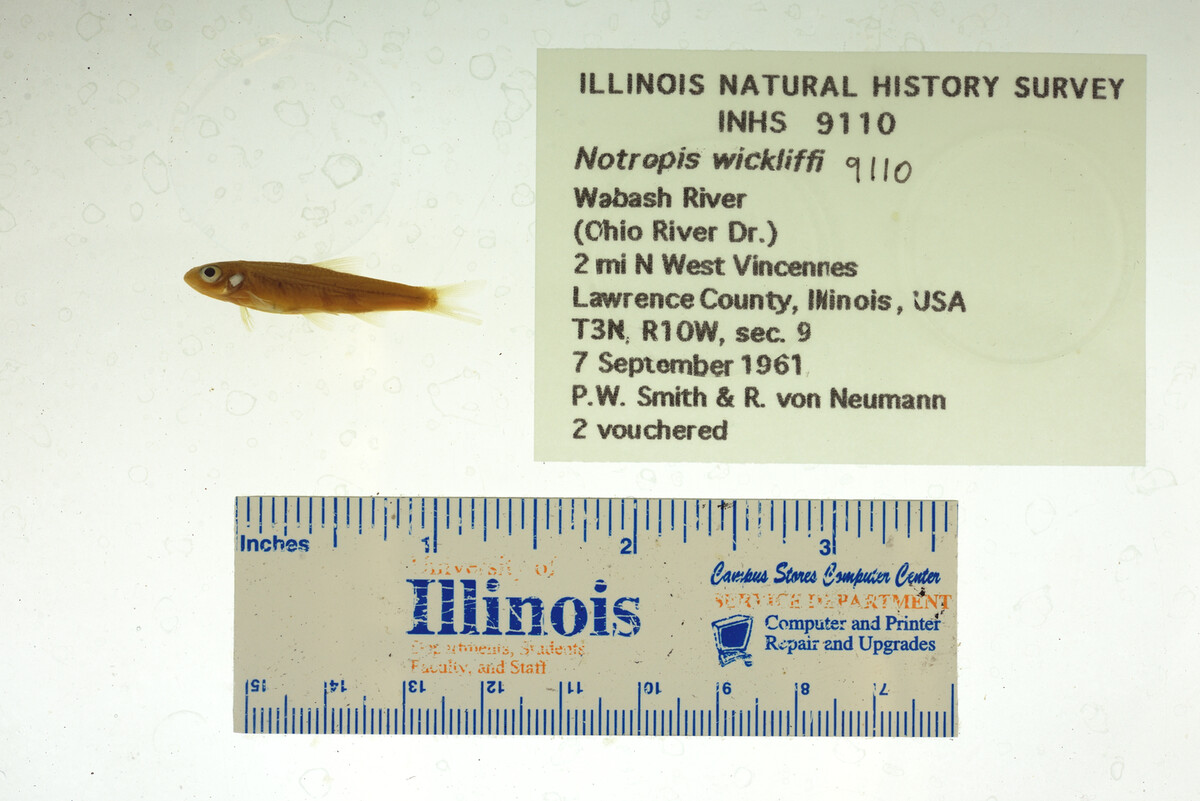 Notropis wickliffi image