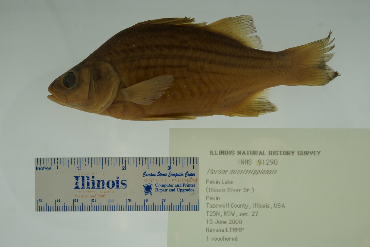 Moronidae image