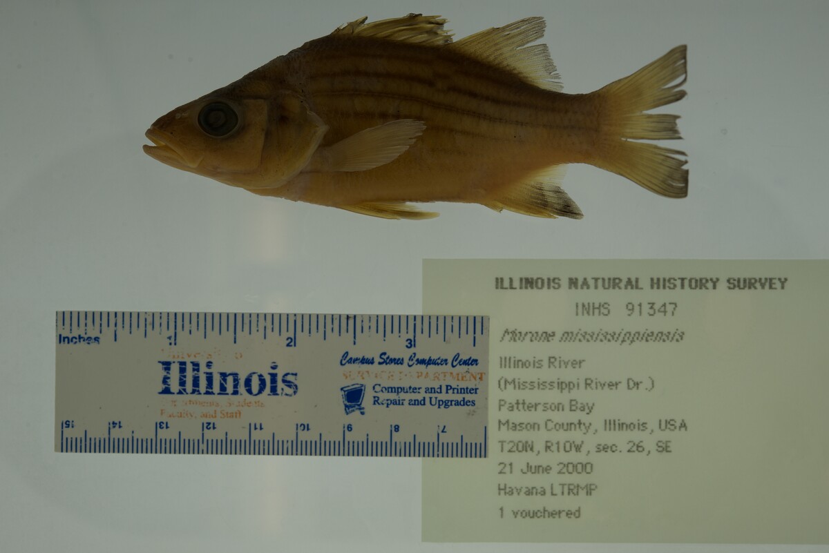 Morone mississippiensis image