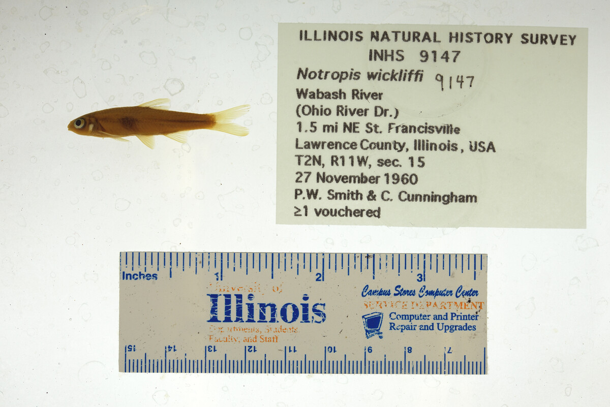 Notropis wickliffi image