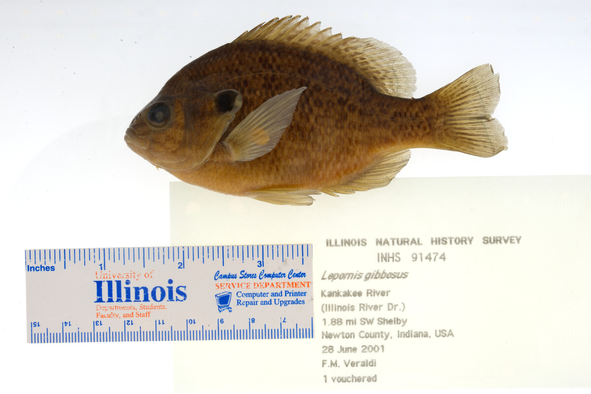 Lepomis gibbosus image