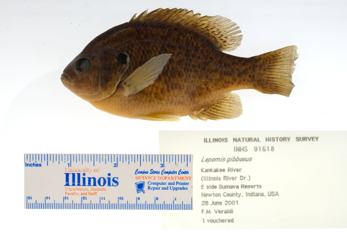 Lepomis gibbosus image