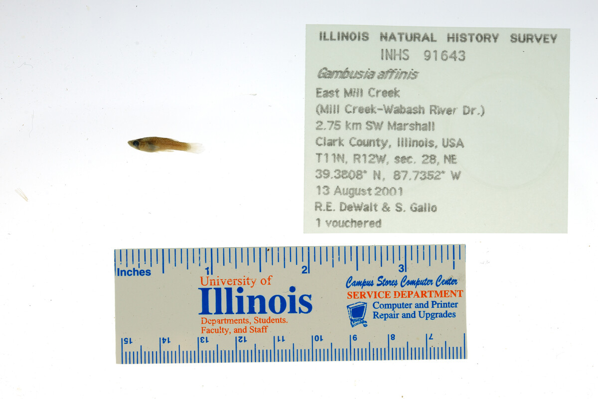 Gambusia image