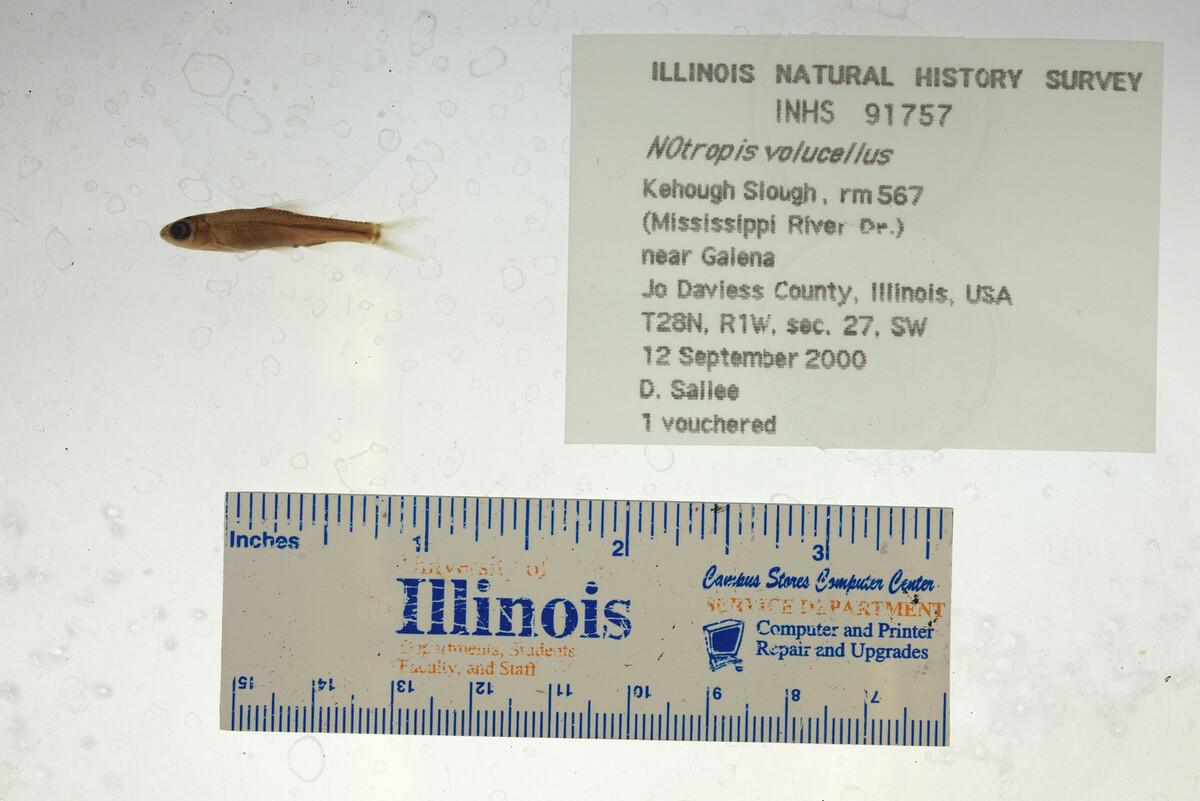 Notropis volucellus image