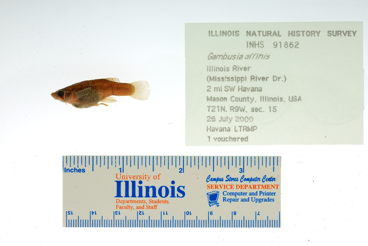 Gambusia affinis image