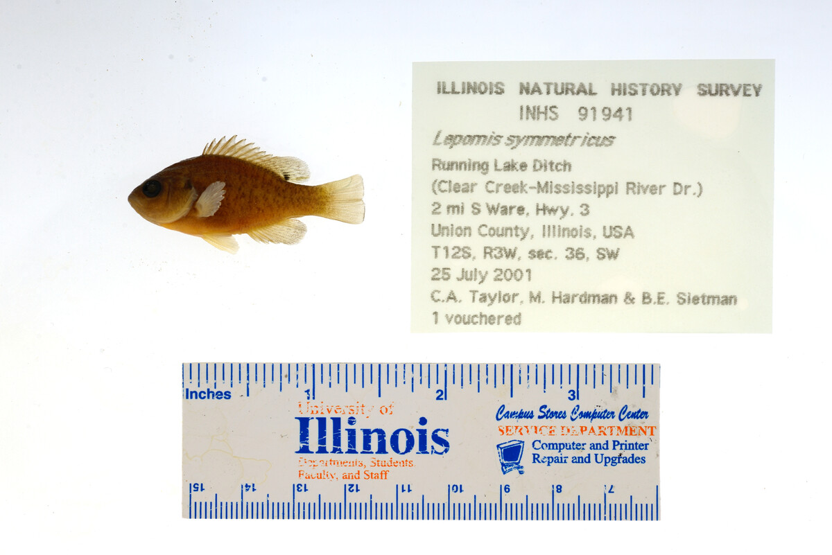 Lepomis symmetricus image