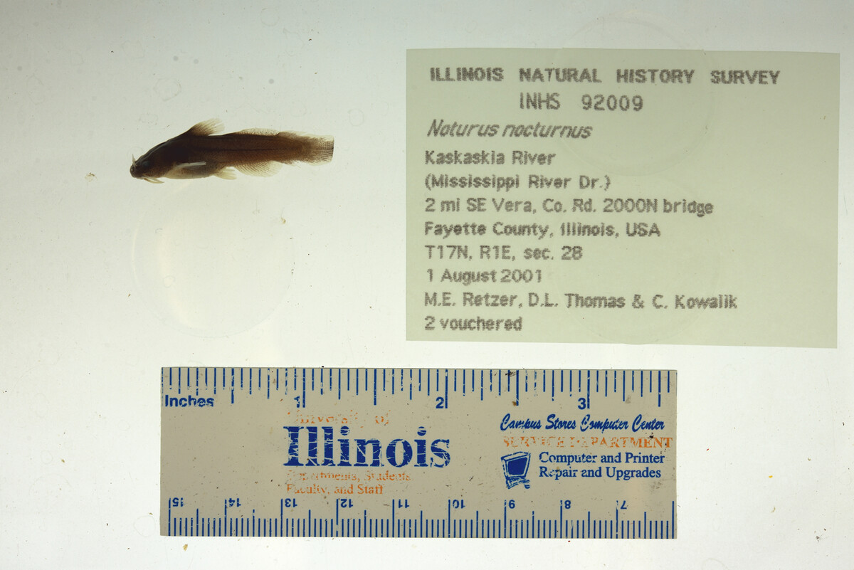 Noturus nocturnus image