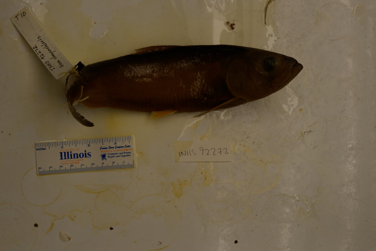 Alosa chrysochloris image