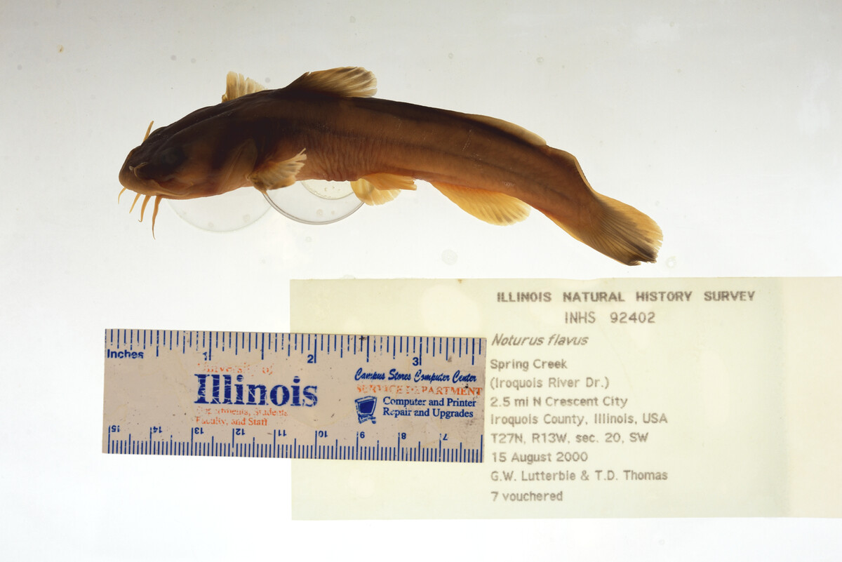 Noturus flavus image