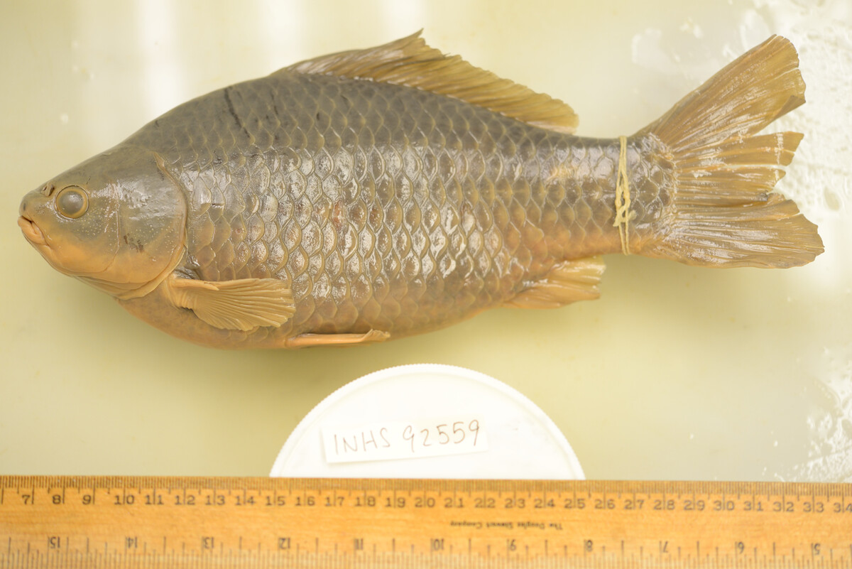 Carassius auratus image