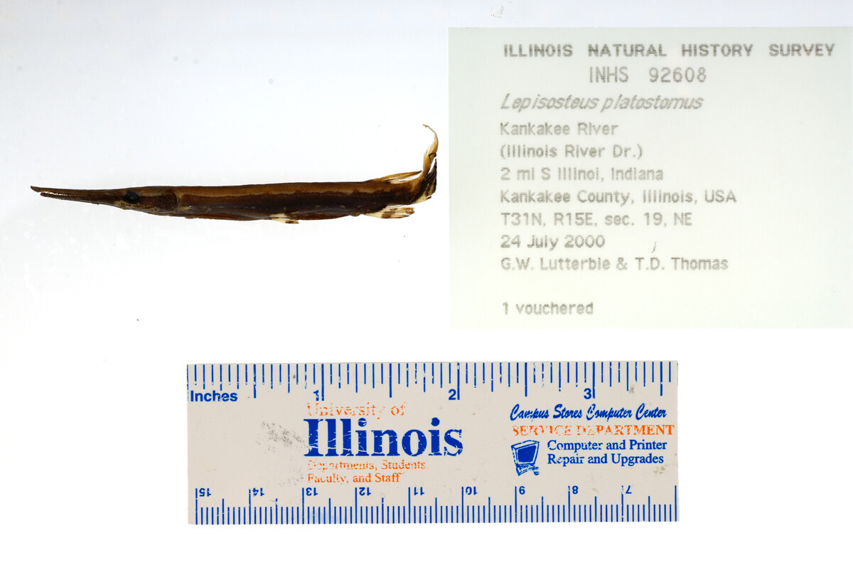 Lepisosteus platostomus image