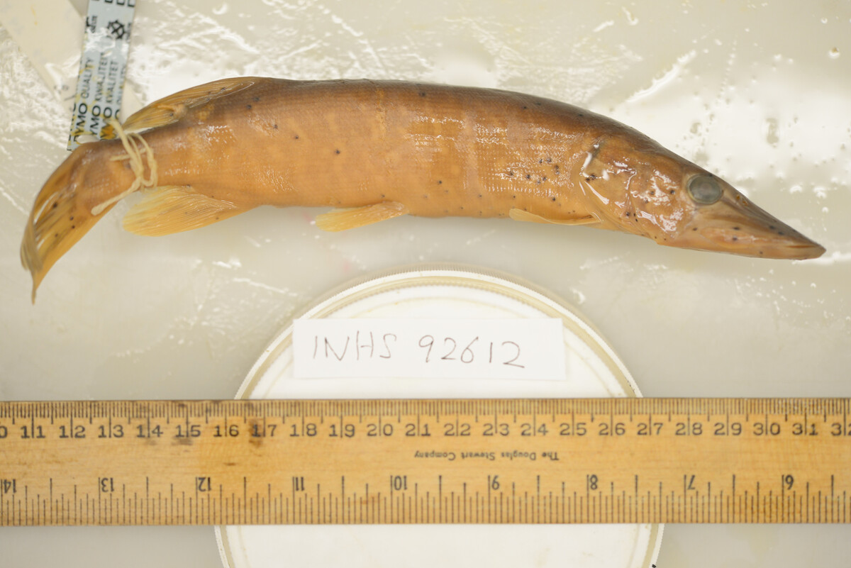 Esox lucius image