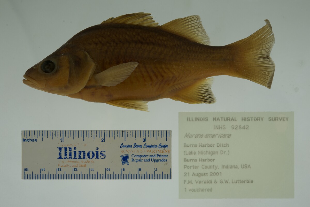 Morone americana image