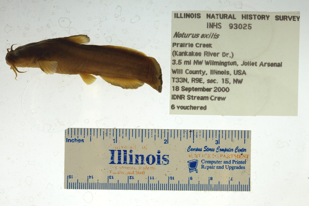 Noturus exilis image