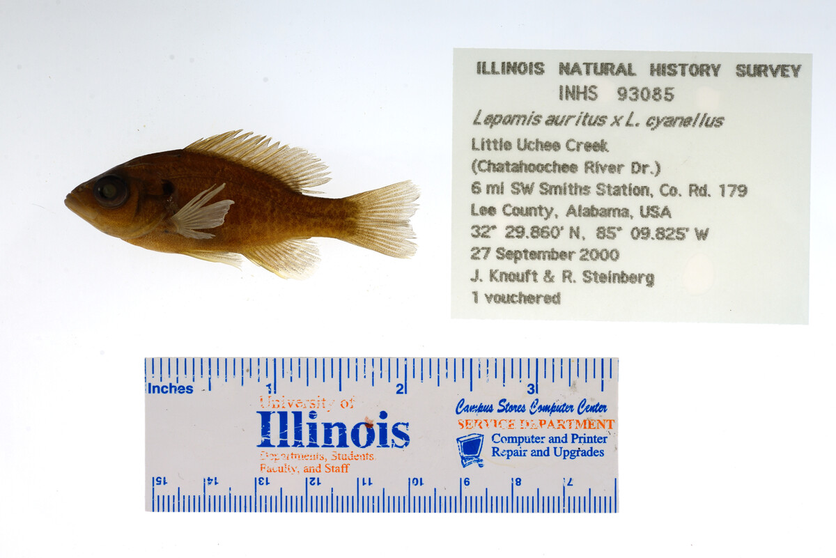 Lepomis auritus image