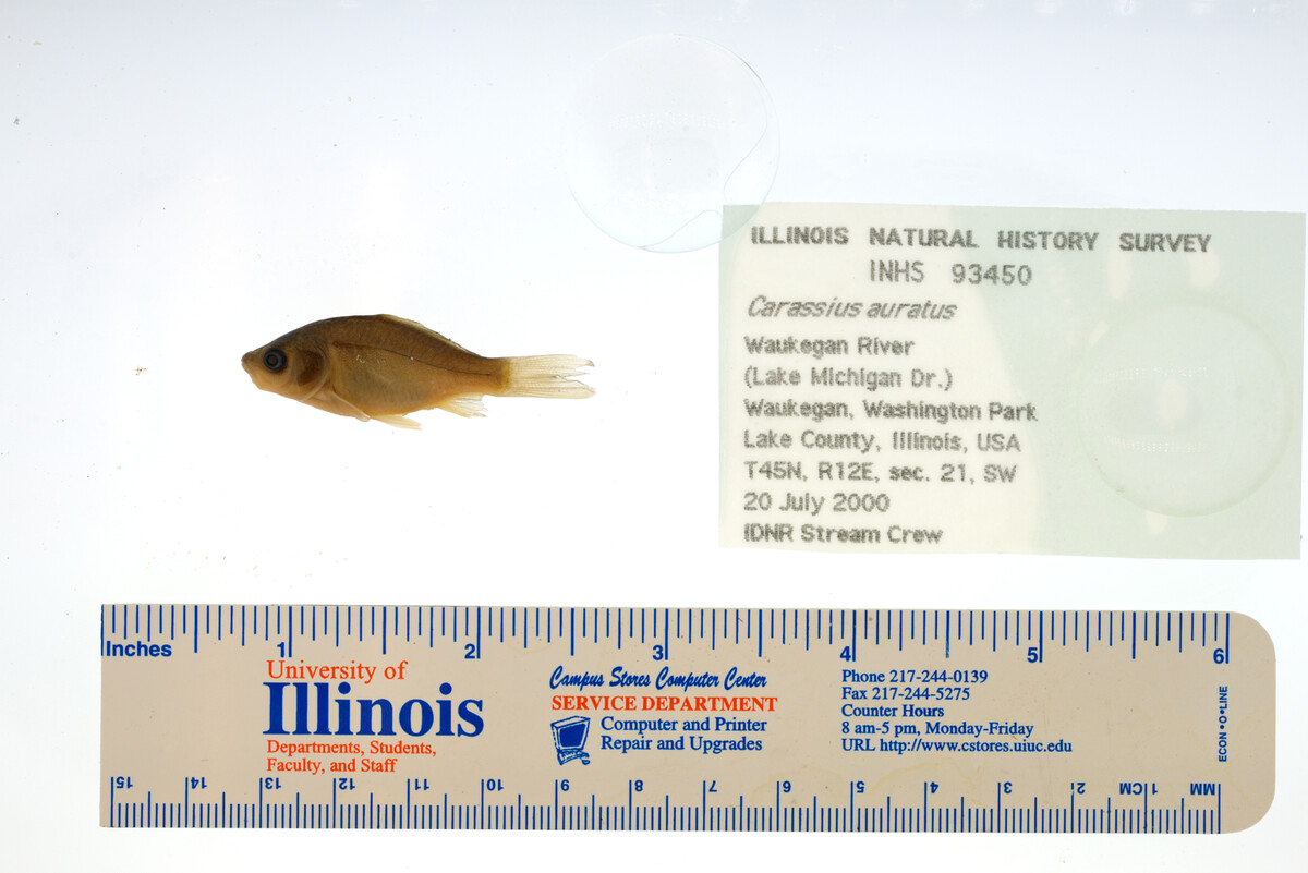 Carassius auratus image