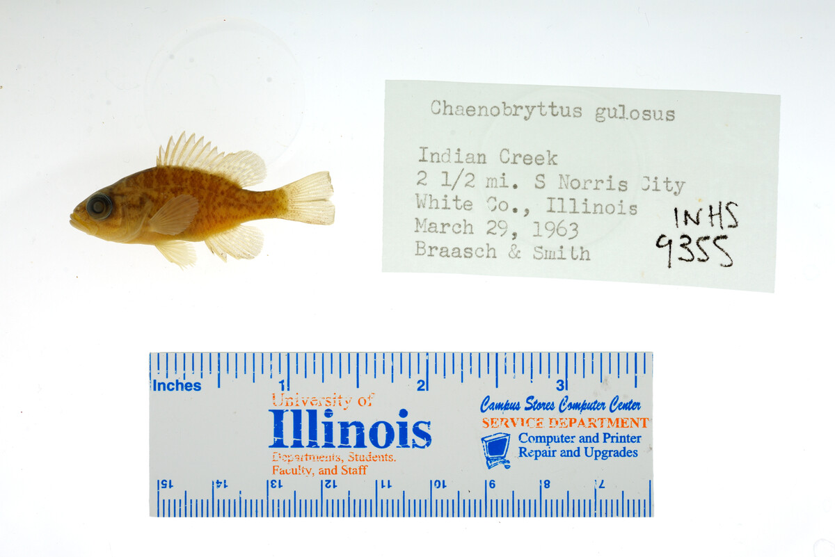 Lepomis gulosus image
