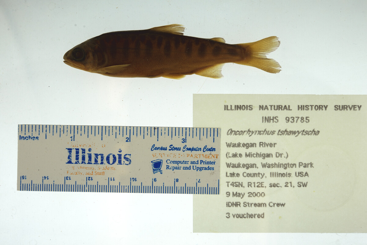 Salmonidae image