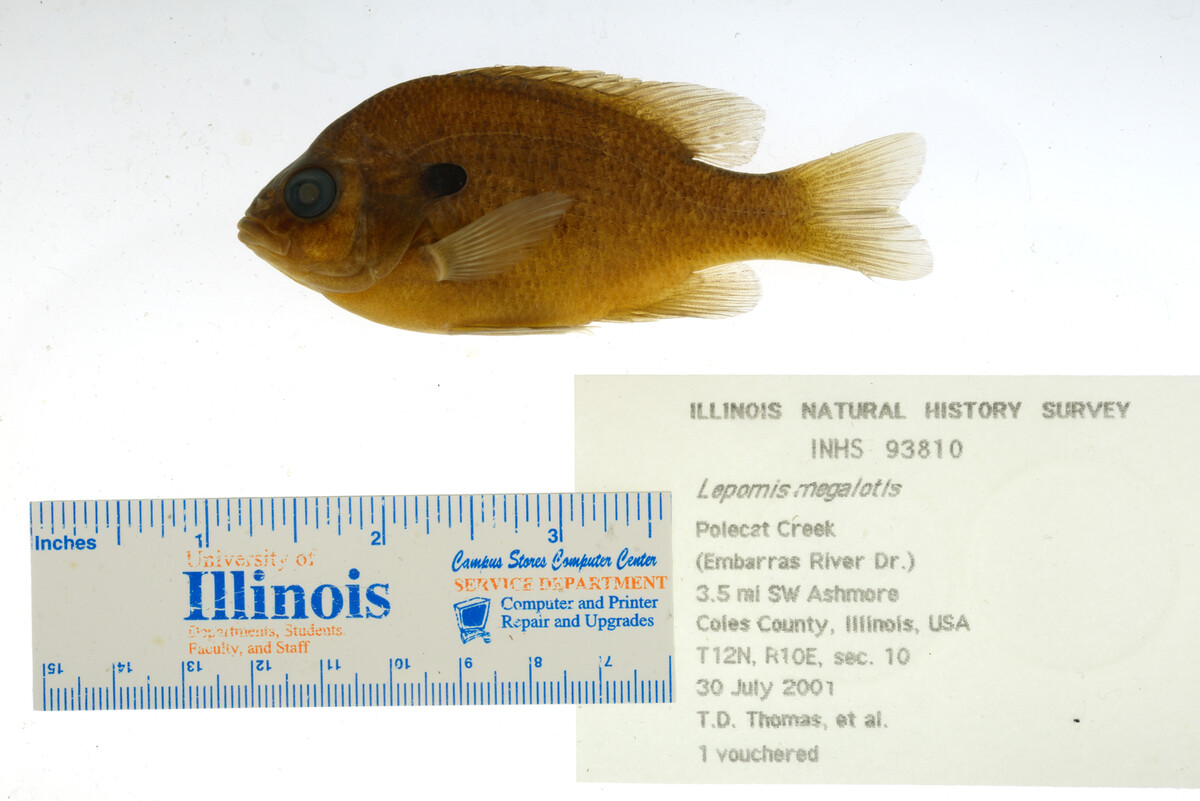 Lepomis megalotis image